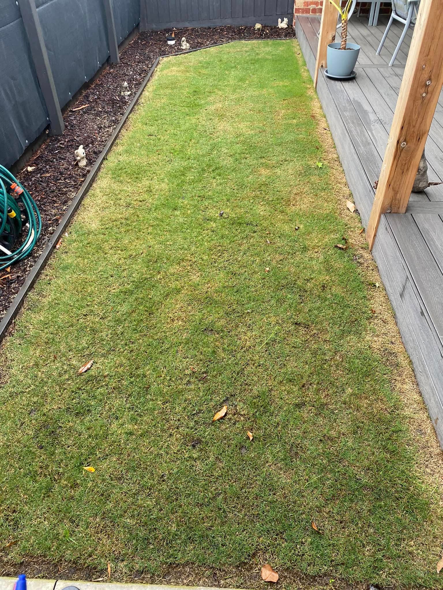 Courtyard turf and screen planting, Geelong West